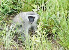 Grüne Meerkatzen (17 von 67).jpg